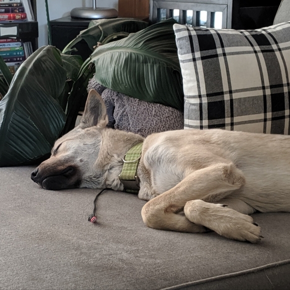 I'm Live! Come Sleep On Posh With Me!! - Picture 2 of 10